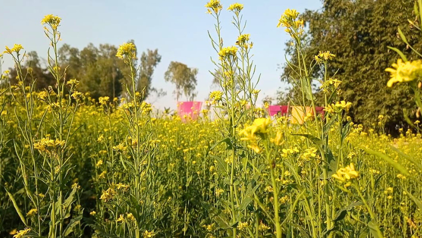 গাইবান্ধা