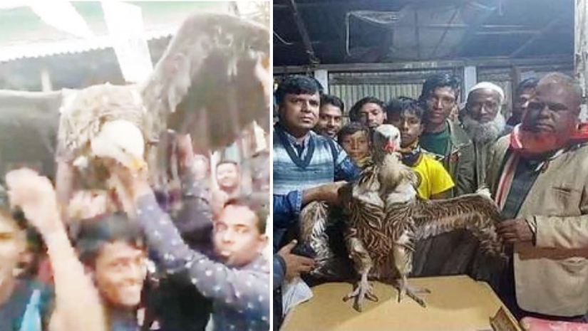 নির্বাচন