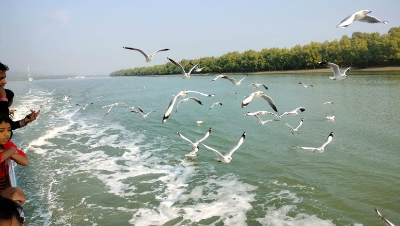 নির্বাচন