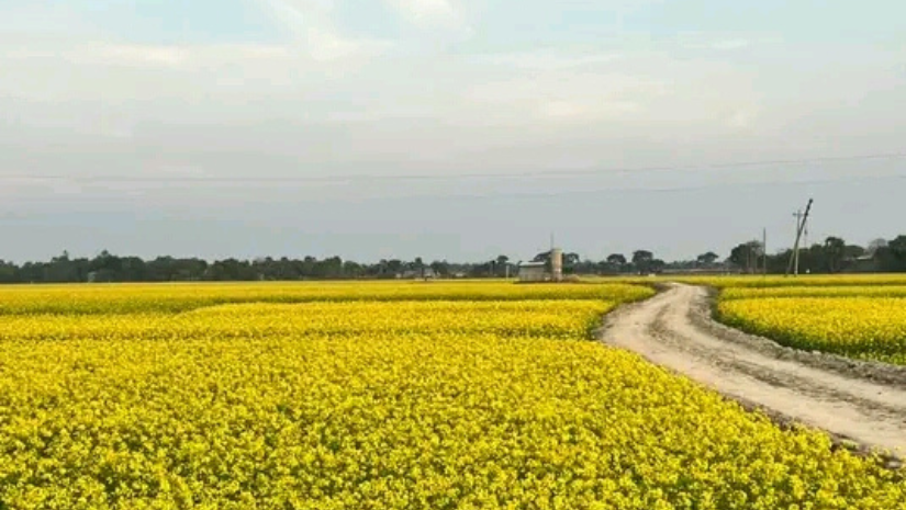 সাপাহার