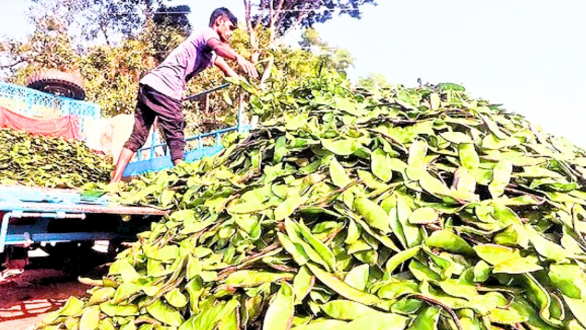 শিম