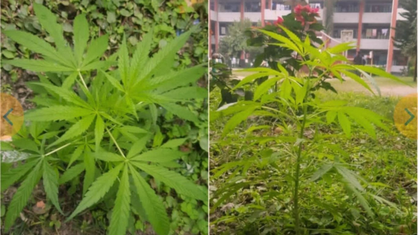 যবিপ্রবি