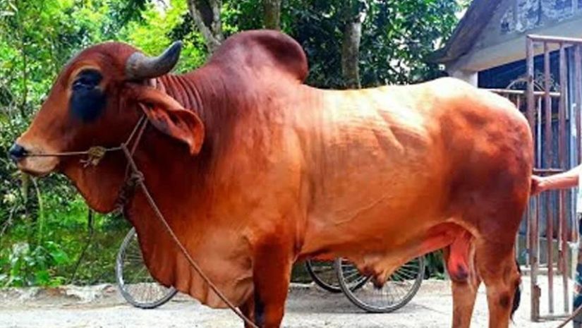 গরু
