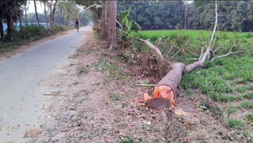 ভোলা