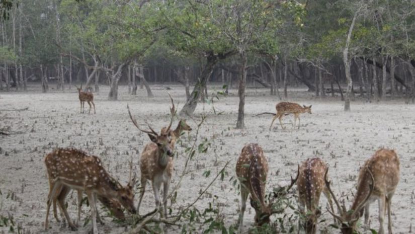 সুন্দরবন