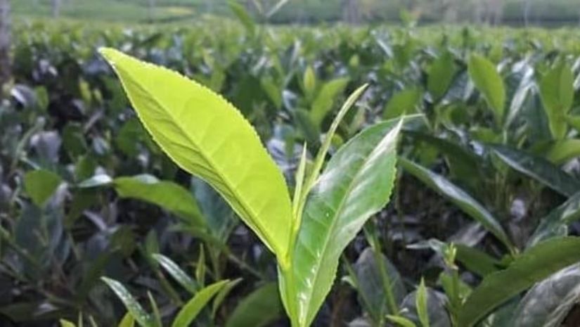 চা দিবস