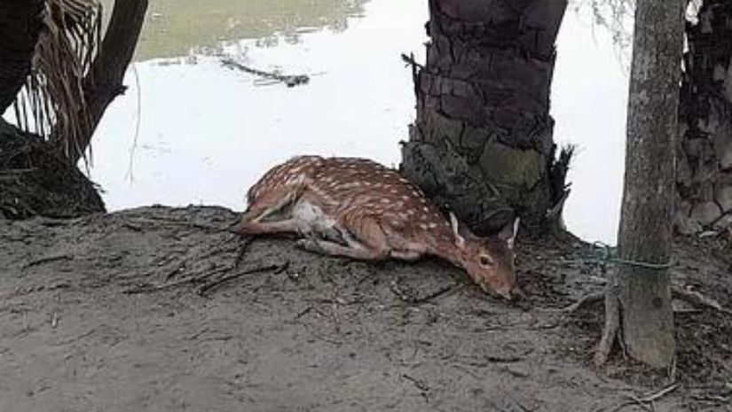 হরিণ