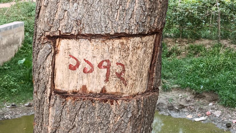 গাছ