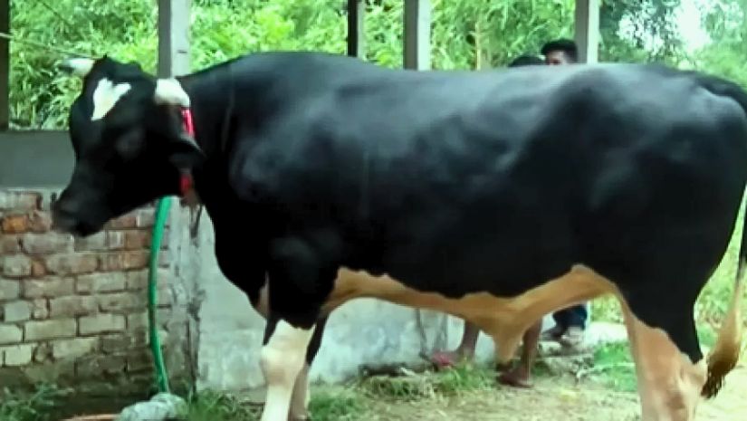 জায়েদ খান