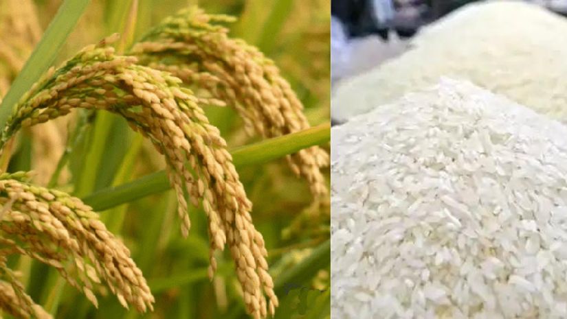 ধান-চাল