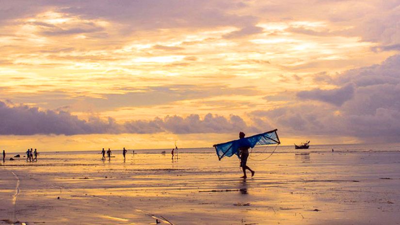 ডলফিন