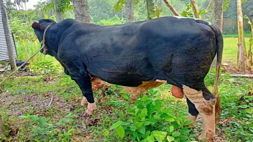 গরু
