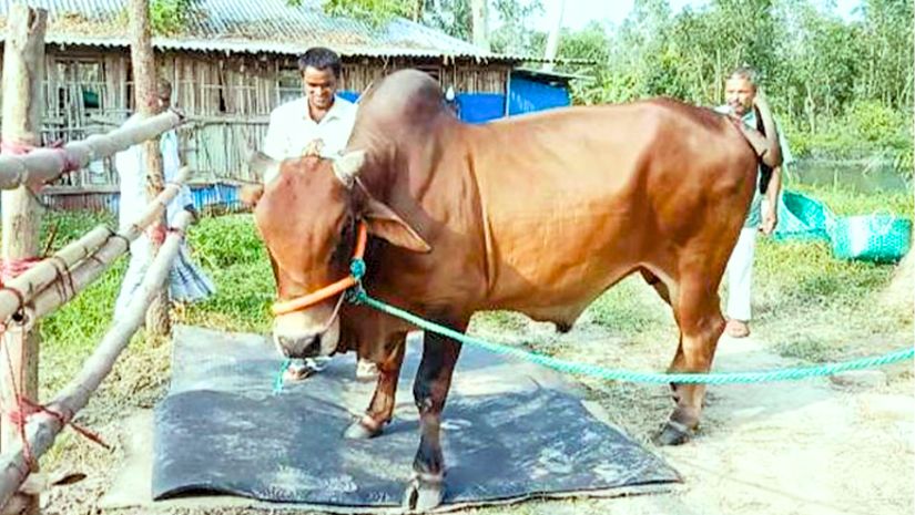 গরু