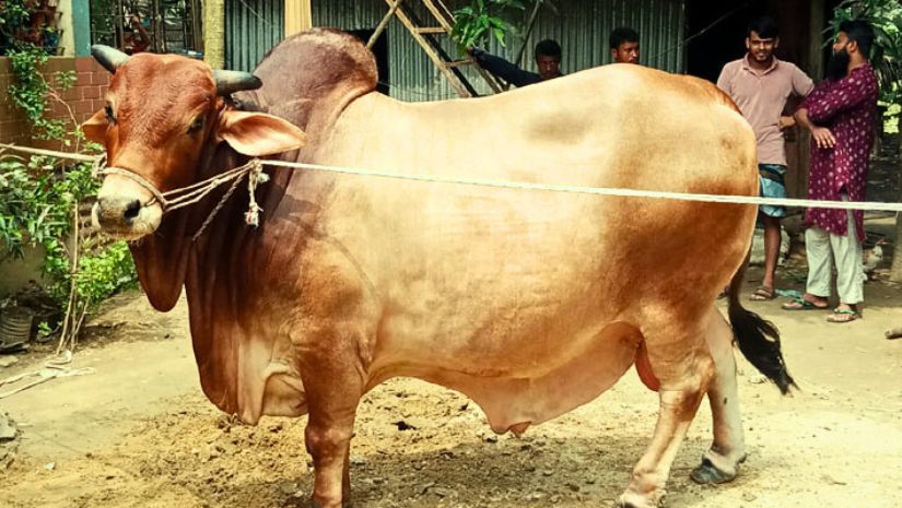 গরু