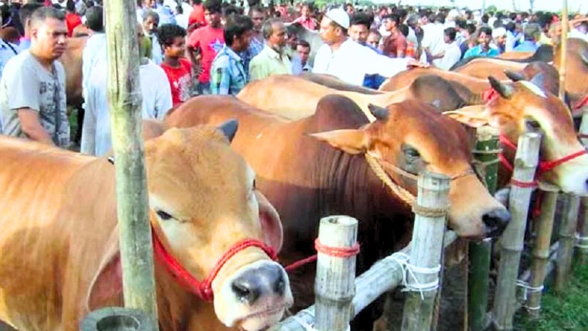 গরুর হাট