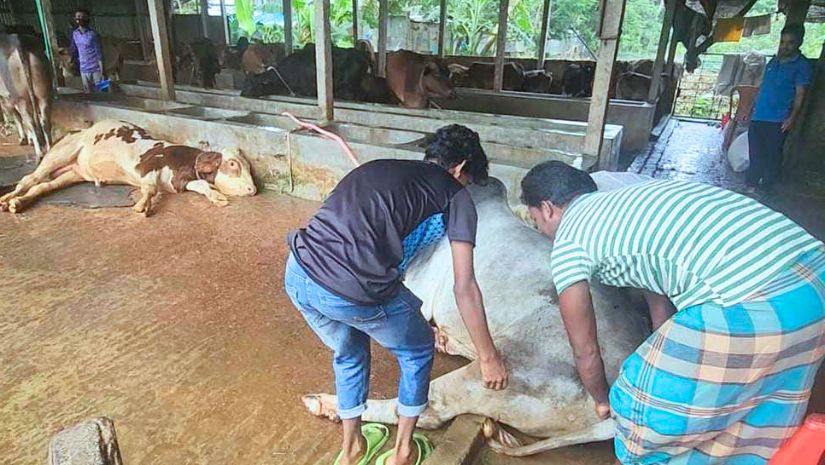 নেত্রকোনায়