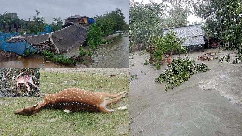 রেমাল