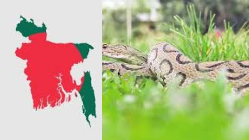 রাসেল ভাইপার