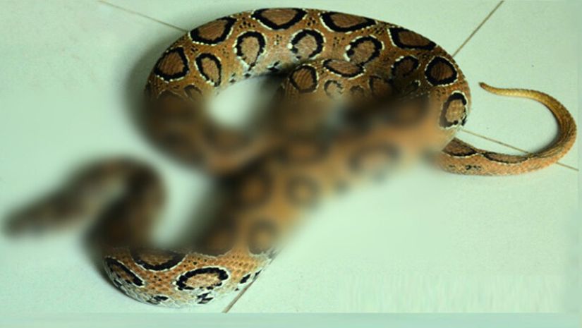 সাপ