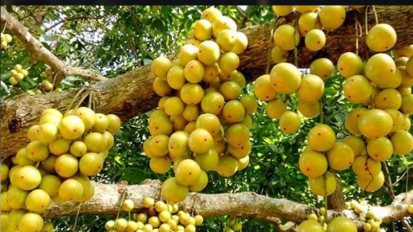 মৌসুমি ফল