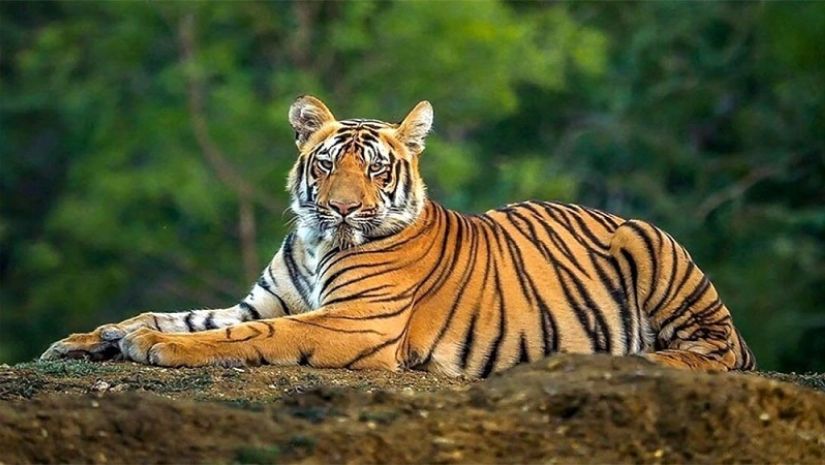বাঘ