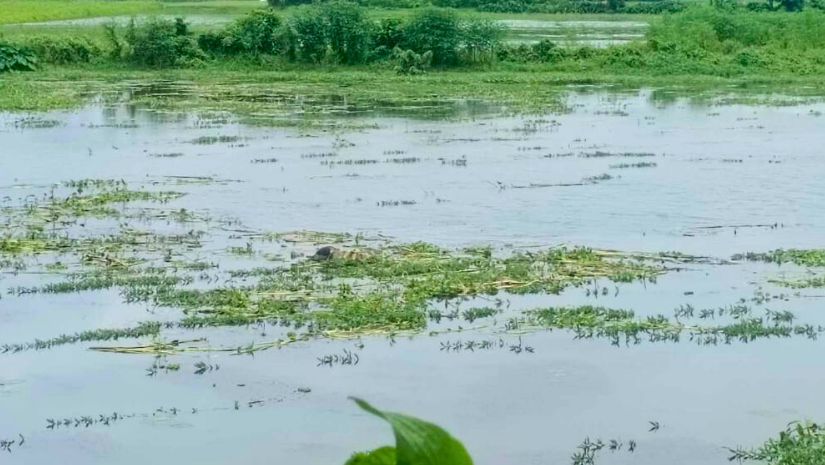 নরসিংদী