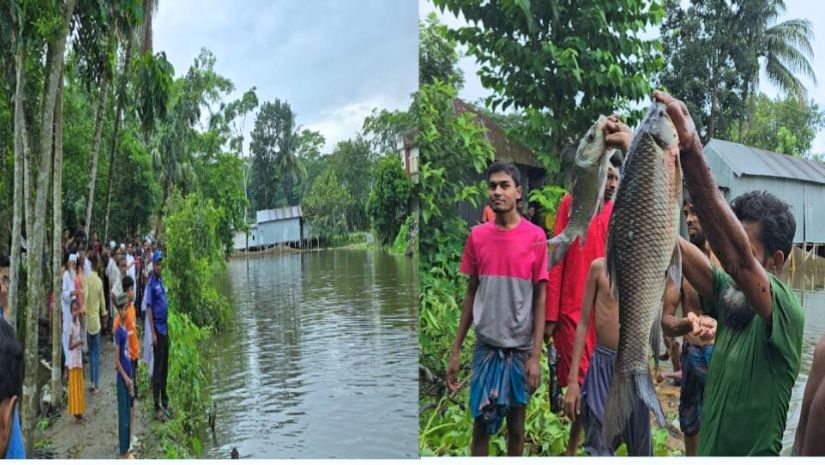 পটুয়াখালী