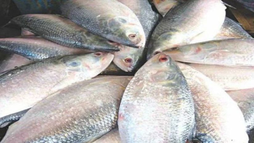 ইলিশ