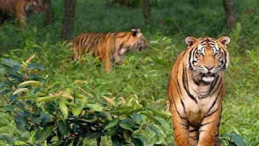 সুন্দরবনে