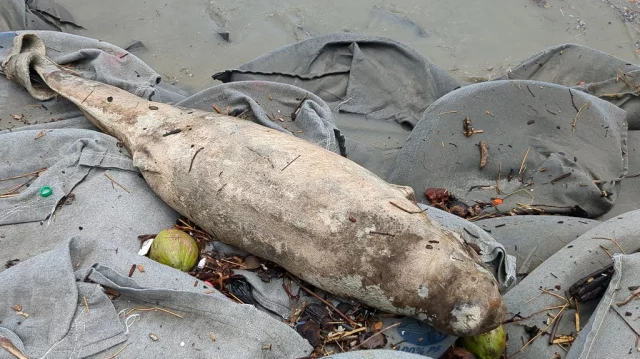 কুয়াকাটা সমুদ্রসৈকতে ভেসে এলো মৃত ডলফিন (সংগৃহীত)